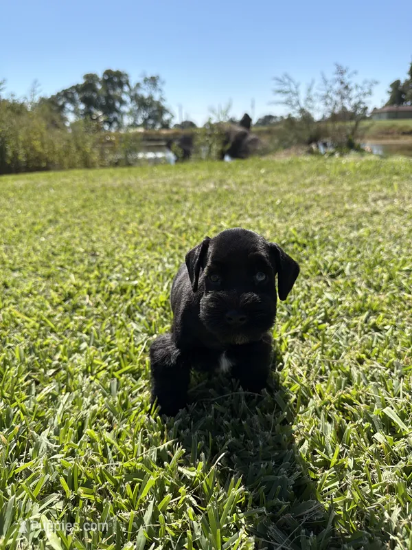 Jeter, a male Miniature Schnauzer for sale in Marietta, OK – 1 of 6