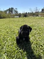 Jeter, a male Miniature Schnauzer for sale in Marietta, OK – 1 of 6