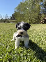 Adolis, a male Miniature Schnauzer for sale in Marietta, OK – 2 of 6