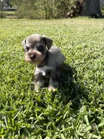 Thor, a male Miniature Schnauzer for sale in Marietta, OK – 7 of 7