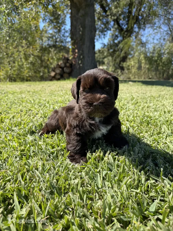 Benji – Miniature Schnauzer puppy for sale in Marietta, OK