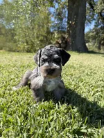 Jojo , a male Miniature Schnauzer for sale in Marietta, OK – 2 of 5