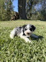 Adolis, a male Miniature Schnauzer for sale in Marietta, OK – 6 of 6