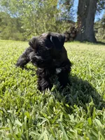 Lane, a female Miniature Schnauzer for sale in Marietta, OK – 2 of 9