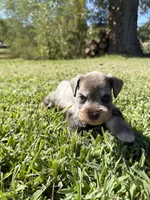 Thor, a male Miniature Schnauzer for sale in Marietta, OK – 4 of 7