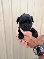 Elwood, a male Miniature Schnauzer for sale in Marietta, OK – 2 of 3