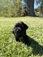 Madono , a male Miniature Schnauzer for sale in Marietta, OK – 8 of 8