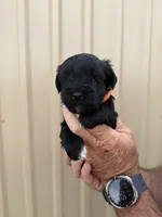 Stony, a male Miniature Schnauzer for sale in Marietta, OK – 2 of 2
