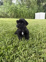 Poppy , a female Miniature Schnauzer for sale in Marietta, OK – 4 of 4