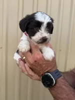 Dot , a female Miniature Schnauzer for sale in Marietta, OK – 2 of 3