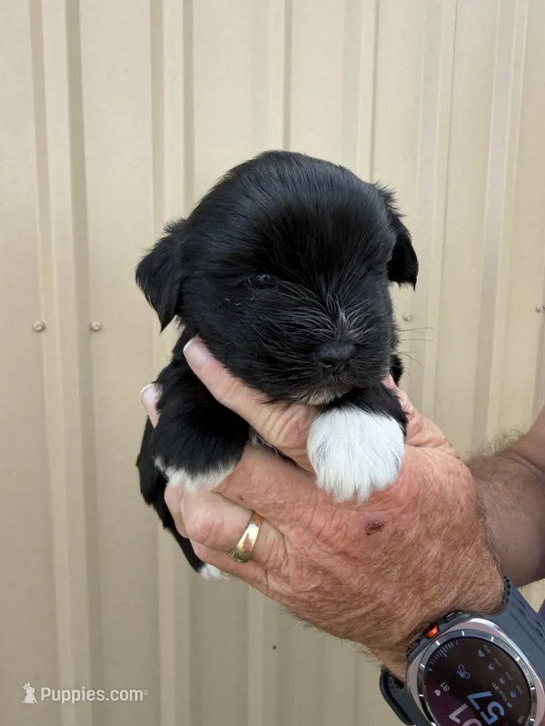 Poppy – Miniature Schnauzer puppy for sale in Marietta, OK
