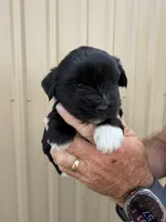 Poppy, a female Miniature Schnauzer for sale in Marietta, OK – 1 of 3