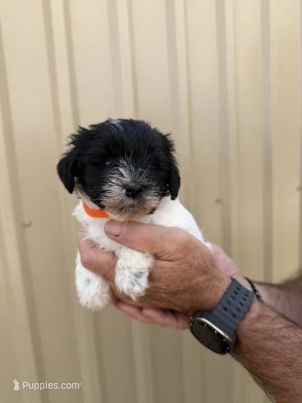 Kip – Miniature Schnauzer puppy for sale in Marietta, OK