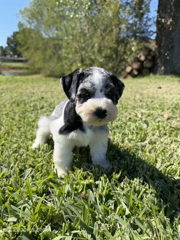 Adolis, a male Miniature Schnauzer for sale in Marietta, OK – 1 of 6
