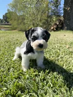 Adolis, a male Miniature Schnauzer for sale in Marietta, OK – 1 of 6