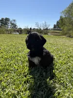 Dirk, a male Miniature Schnauzer for sale in Marietta, OK – 5 of 6