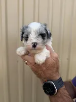 Knox, a male Miniature Schnauzer for sale in Marietta, OK – 1 of 3