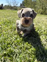 Brittle, a female Miniature Schnauzer for sale in Marietta, OK – 7 of 8