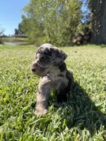 Ripple, a female Miniature Schnauzer for sale in Marietta, OK – 7 of 9