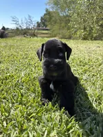 Jeter, a male Miniature Schnauzer for sale in Marietta, OK – 2 of 6