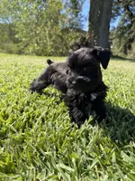Lane, a female Miniature Schnauzer for sale in Marietta, OK – 5 of 9