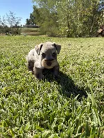 Brittle, a female Miniature Schnauzer for sale in Marietta, OK – 5 of 8