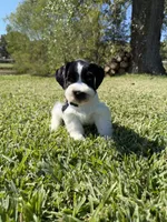 Jonah, a male Miniature Schnauzer for sale in Marietta, OK – 6 of 6