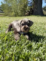 Rusty, a male Miniature Schnauzer for sale in Marietta, OK – 4 of 7