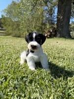 Jonah, a male Miniature Schnauzer for sale in Marietta, OK – 4 of 6