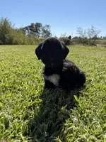 Dirk, a male Miniature Schnauzer for sale in Marietta, OK – 4 of 6