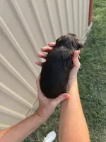 Dunkin , a male Miniature Schnauzer for sale in Marietta, OK – 3 of 3