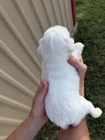Aspen, a female Miniature Schnauzer for sale in Marietta, OK – 5 of 5