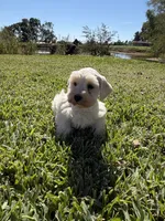 Cotton, a female Miniature Schnauzer for sale in Marietta, OK – 5 of 6