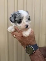 Knox, a male Miniature Schnauzer for sale in Marietta, OK – 3 of 3