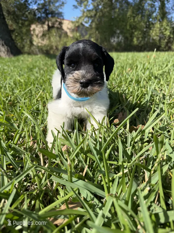 Jesse – Miniature Schnauzer puppy for sale in Marietta, OK
