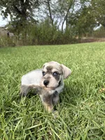 Slade, a male Miniature Schnauzer for sale in Marietta, OK – 2 of 4