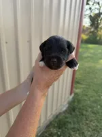 Dunkin , a male Miniature Schnauzer for sale in Marietta, OK – 2 of 3