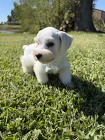 Hobie, a male Miniature Schnauzer for sale in Marietta, OK – 5 of 5