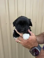 Poppy, a female Miniature Schnauzer for sale in Marietta, OK – 3 of 3