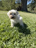 Cotton, a female Miniature Schnauzer for sale in Marietta, OK – 2 of 6