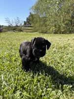 Jeter, a male Miniature Schnauzer for sale in Marietta, OK – 6 of 6