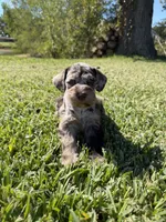Ripple, a female Miniature Schnauzer for sale in Marietta, OK – 5 of 9