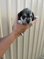 Slade, a male Miniature Schnauzer for sale in Marietta, OK – 3 of 5