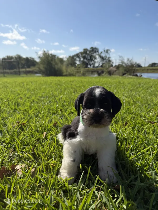 Kip – Miniature Schnauzer puppy for sale in Marietta, OK