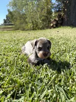 Thor, a male Miniature Schnauzer for sale in Marietta, OK – 6 of 7