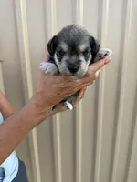 Slade, a male Miniature Schnauzer for sale in Marietta, OK – 5 of 5