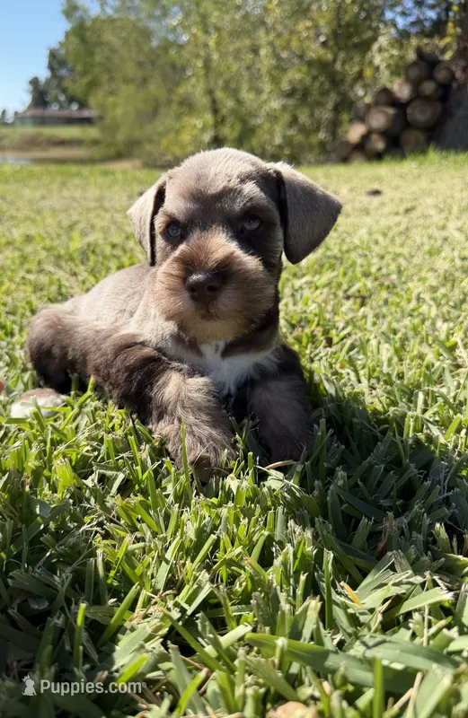 Rusty, a male Miniature Schnauzer for sale in Marietta, OK – 1 of 7