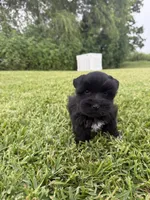 Cosmo , a male Miniature Schnauzer for sale in Marietta, OK – 2 of 3