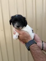 Kip, a male Miniature Schnauzer for sale in Marietta, OK – 2 of 3