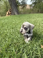 Slade, a male Miniature Schnauzer for sale in Marietta, OK – 3 of 4
